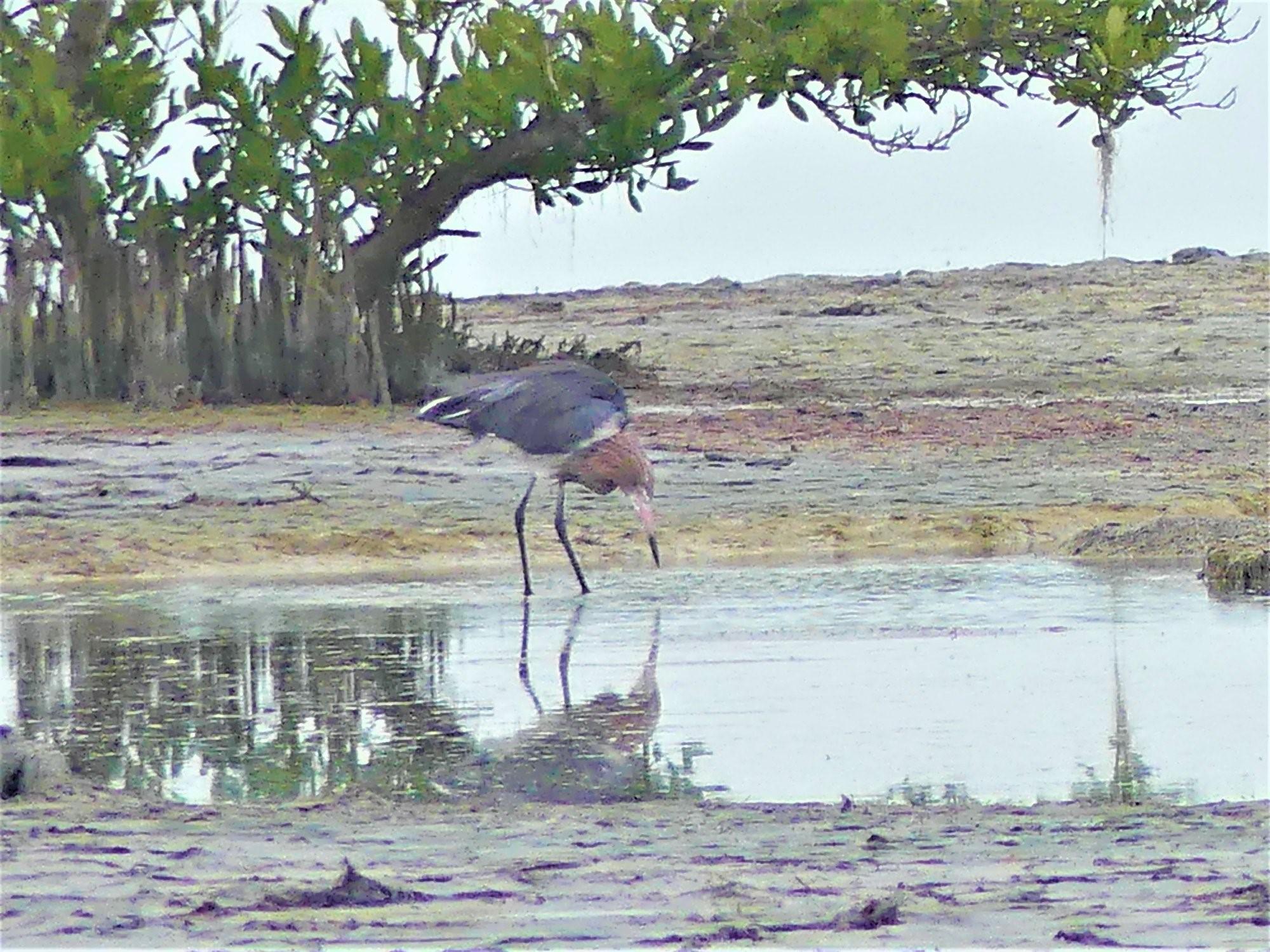 A gray and red bird looks for food at the water’s edge, with trees in the background