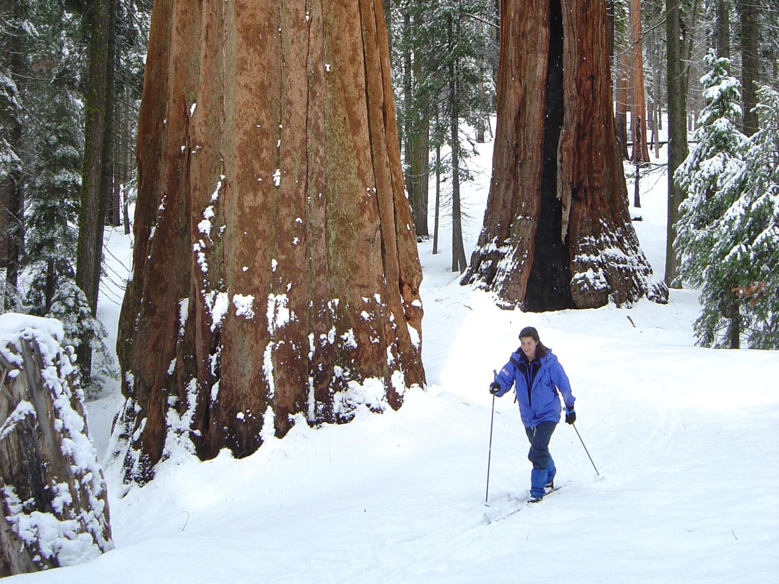 A skier skis down a trail past a large sequoia tree.