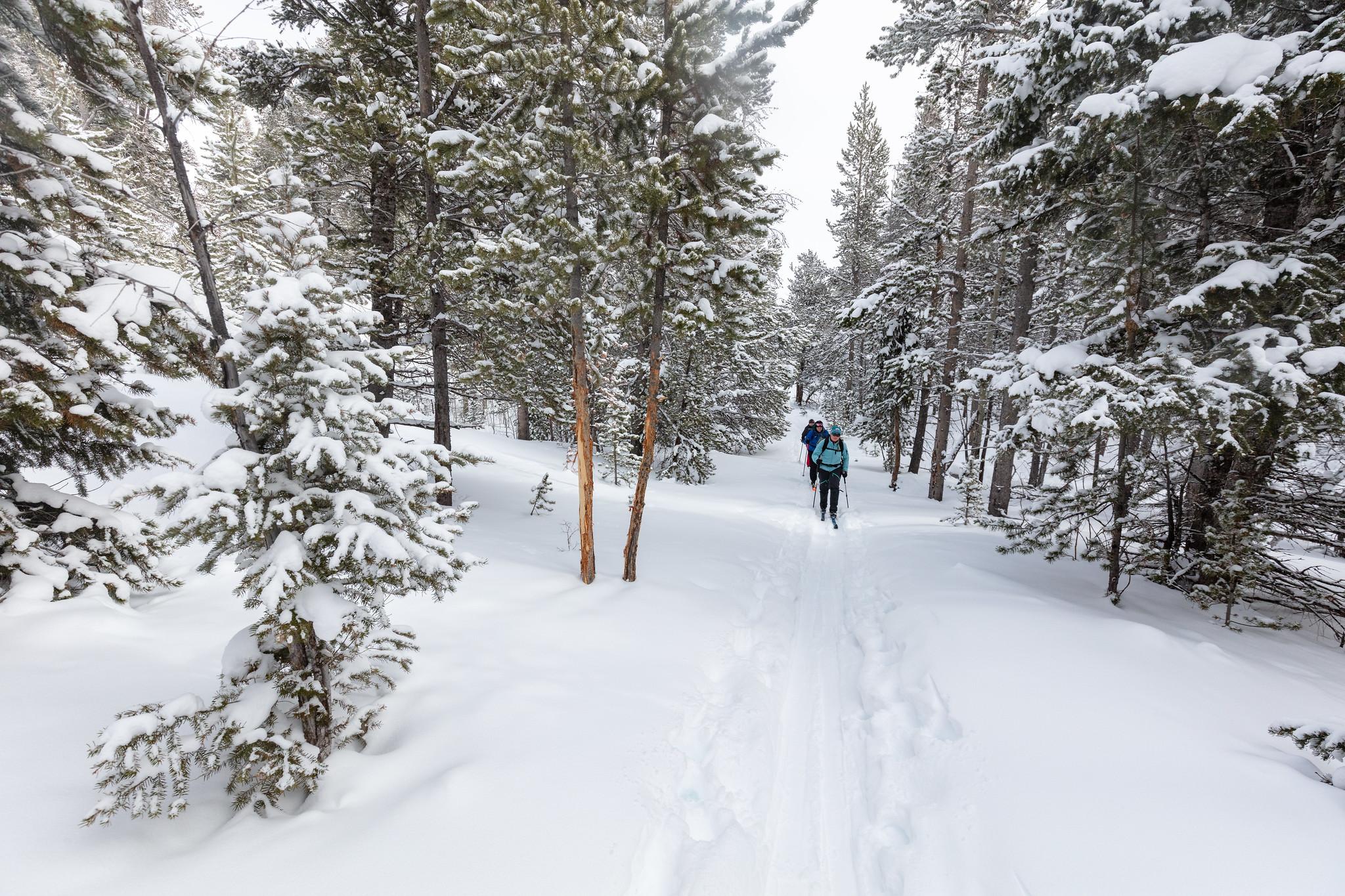 Skiers follow a straight trail through a snowy forest.