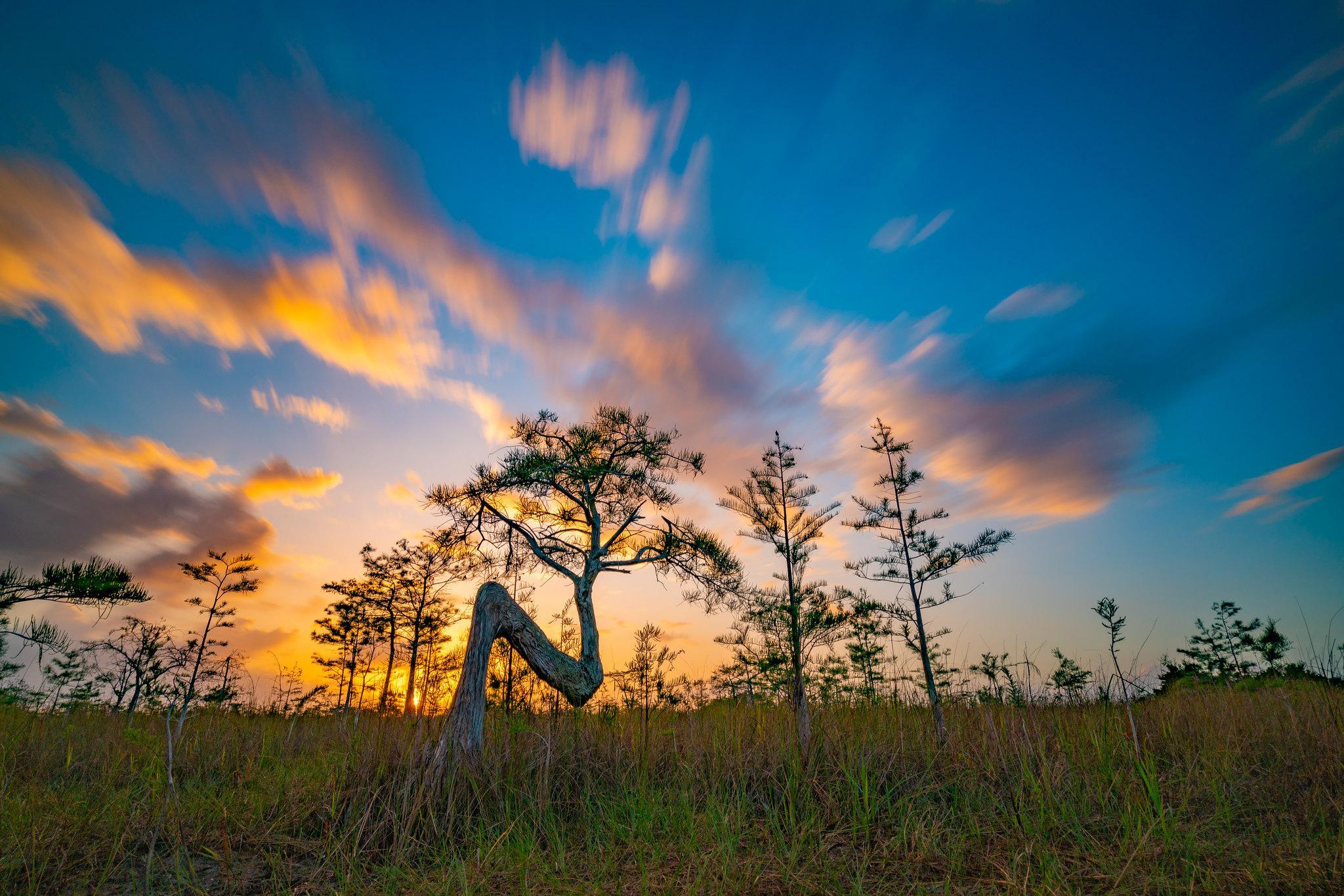 A sunset creates a silhouette of a cypress tree with needle-like leaves that is shaped like an 'N'.