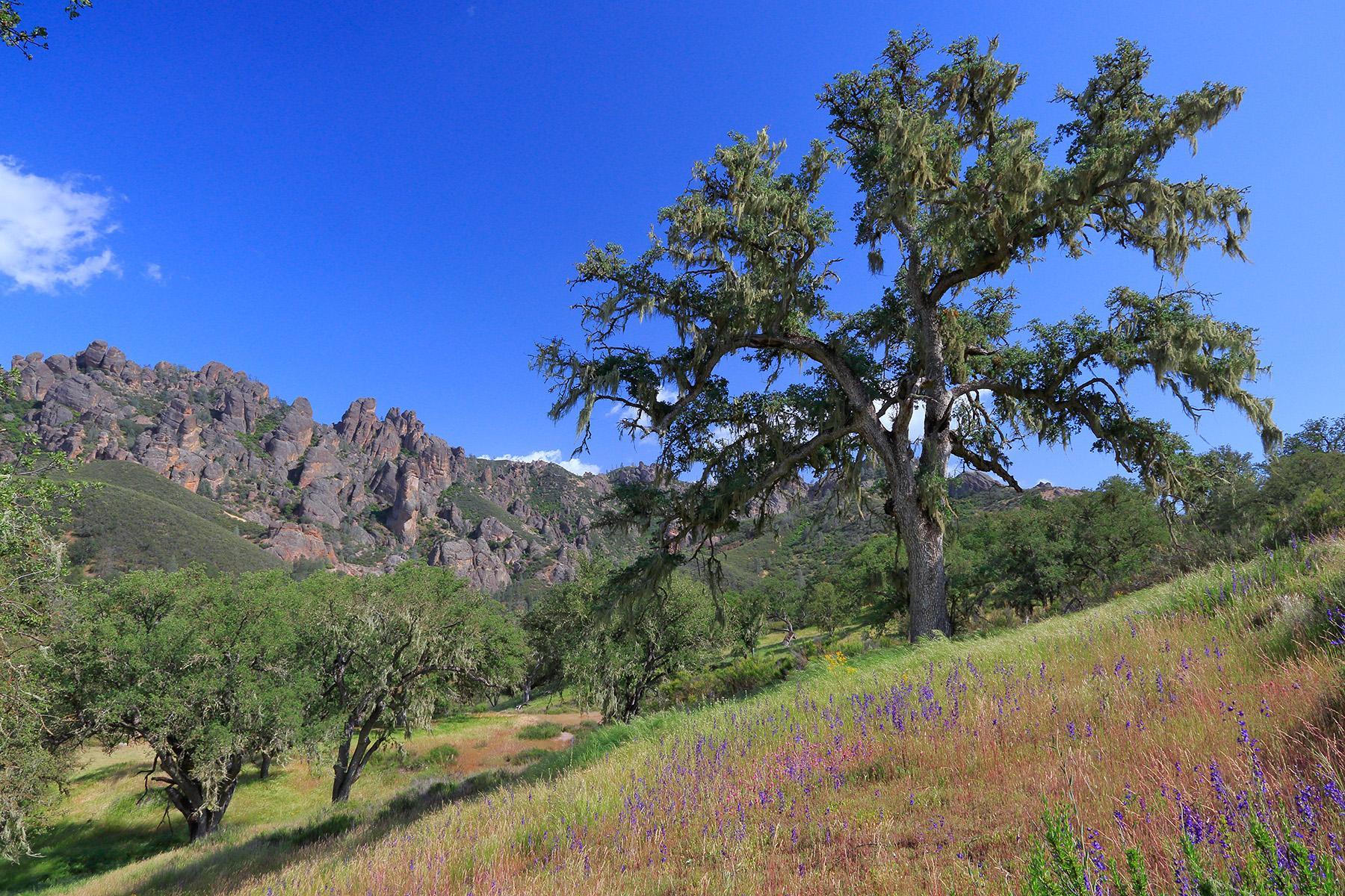 Rock formations appear behind a grassy hillside covered with oak trees and purple and yellow flowers