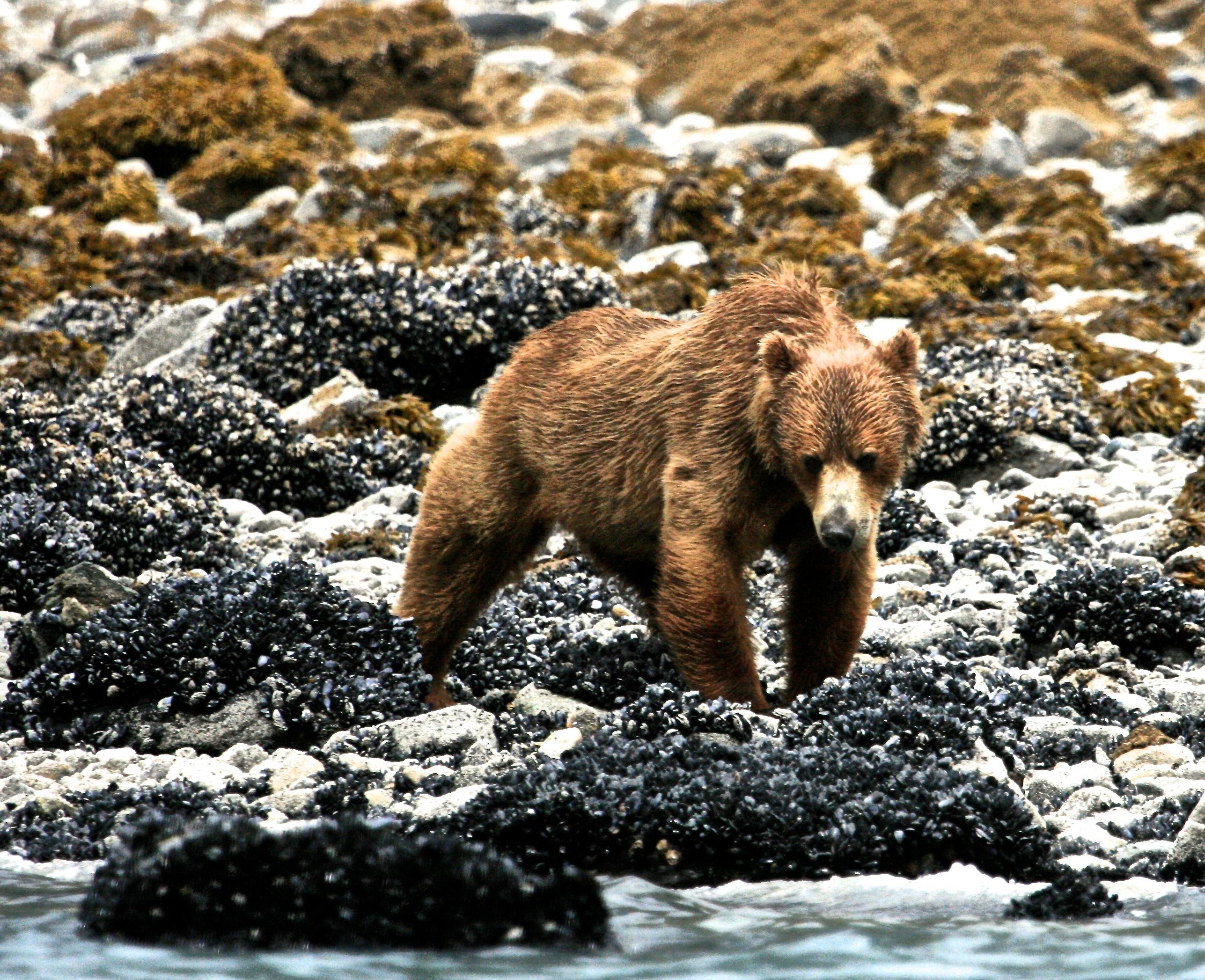 Beachcombing Brown Bear