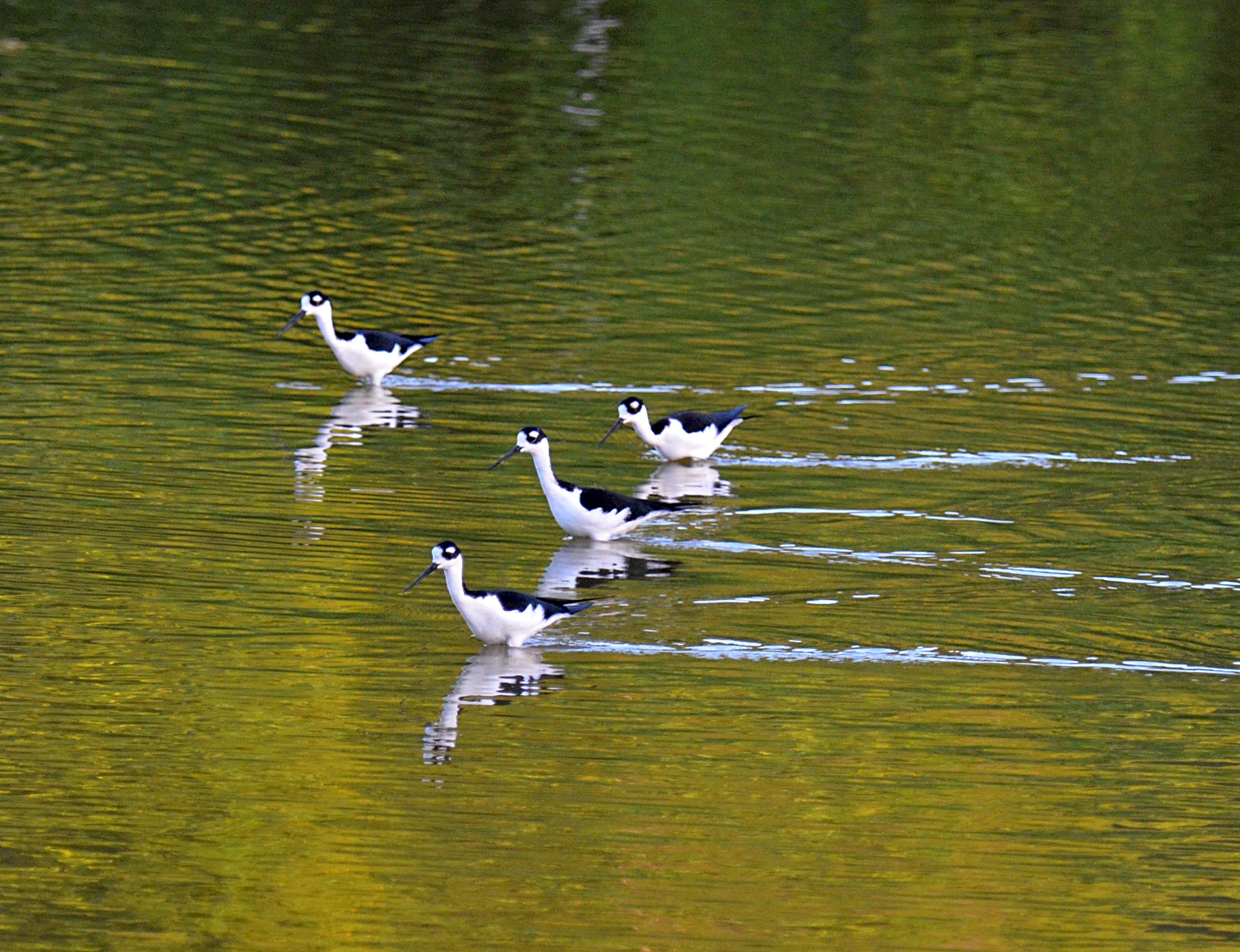 Four Stilts in the Francis Bay Pond