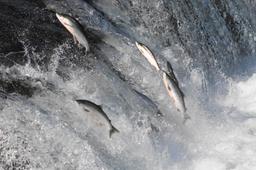 salmon jumping at waterfall