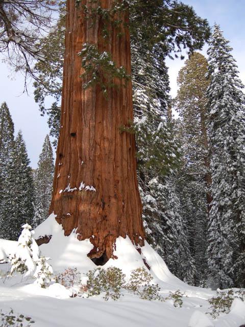 A giant sequoia's reddish bark contrasts with the snow around it