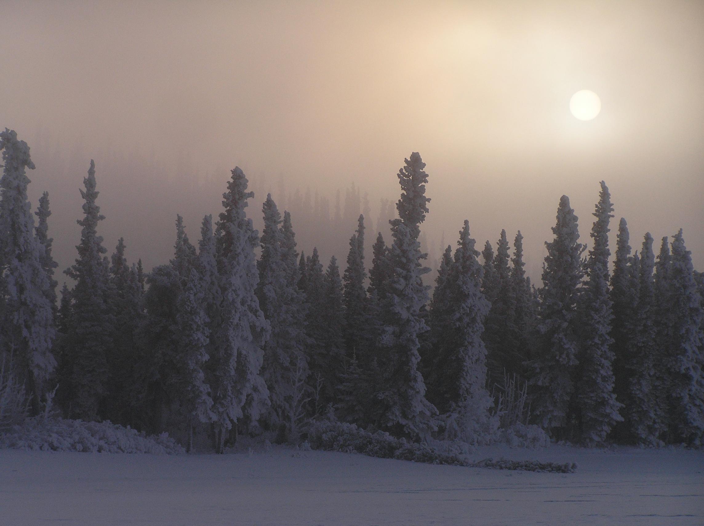 Forest of spruce trees blanketed in snow and fog.