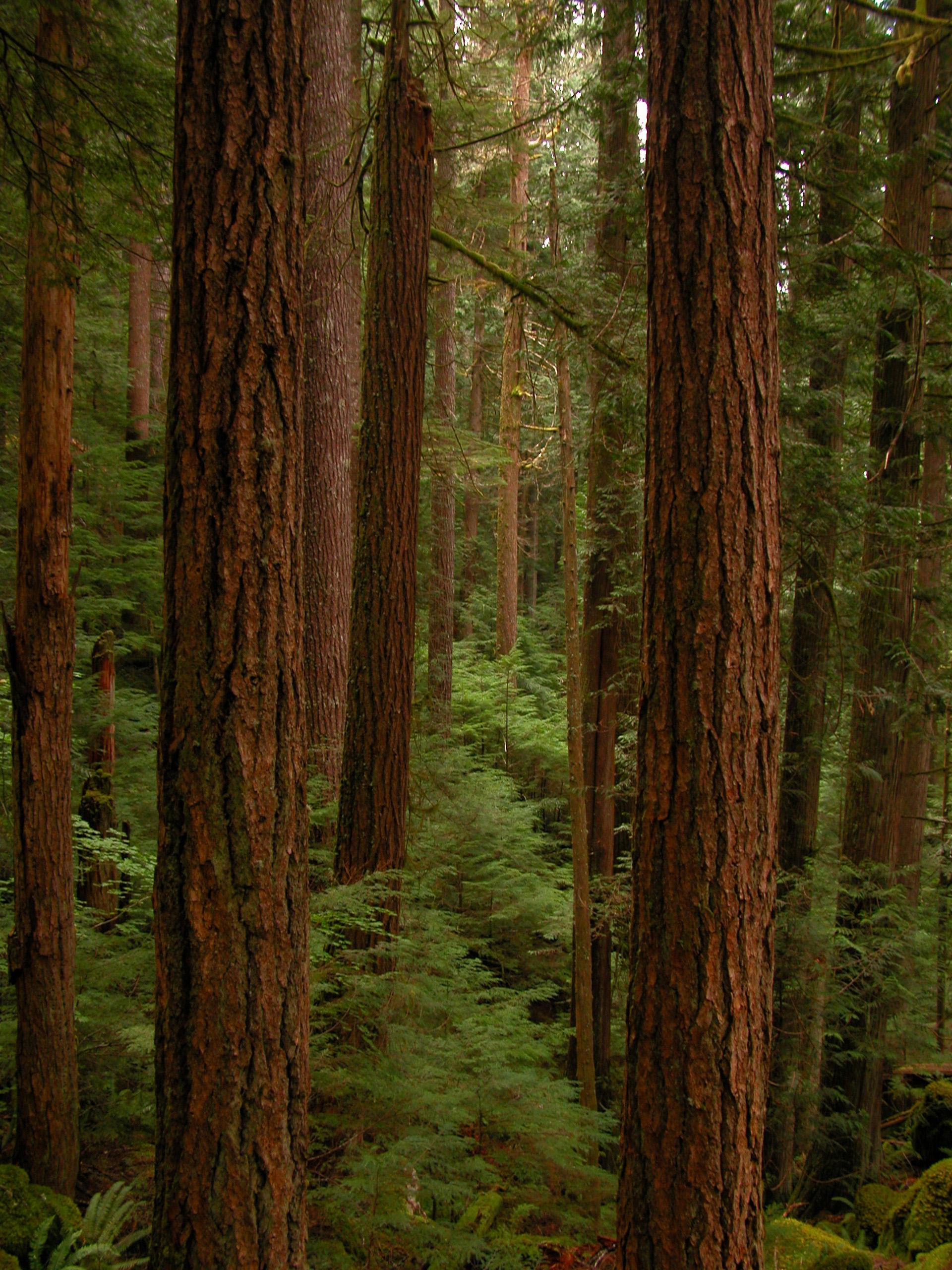 Large trees and ferns