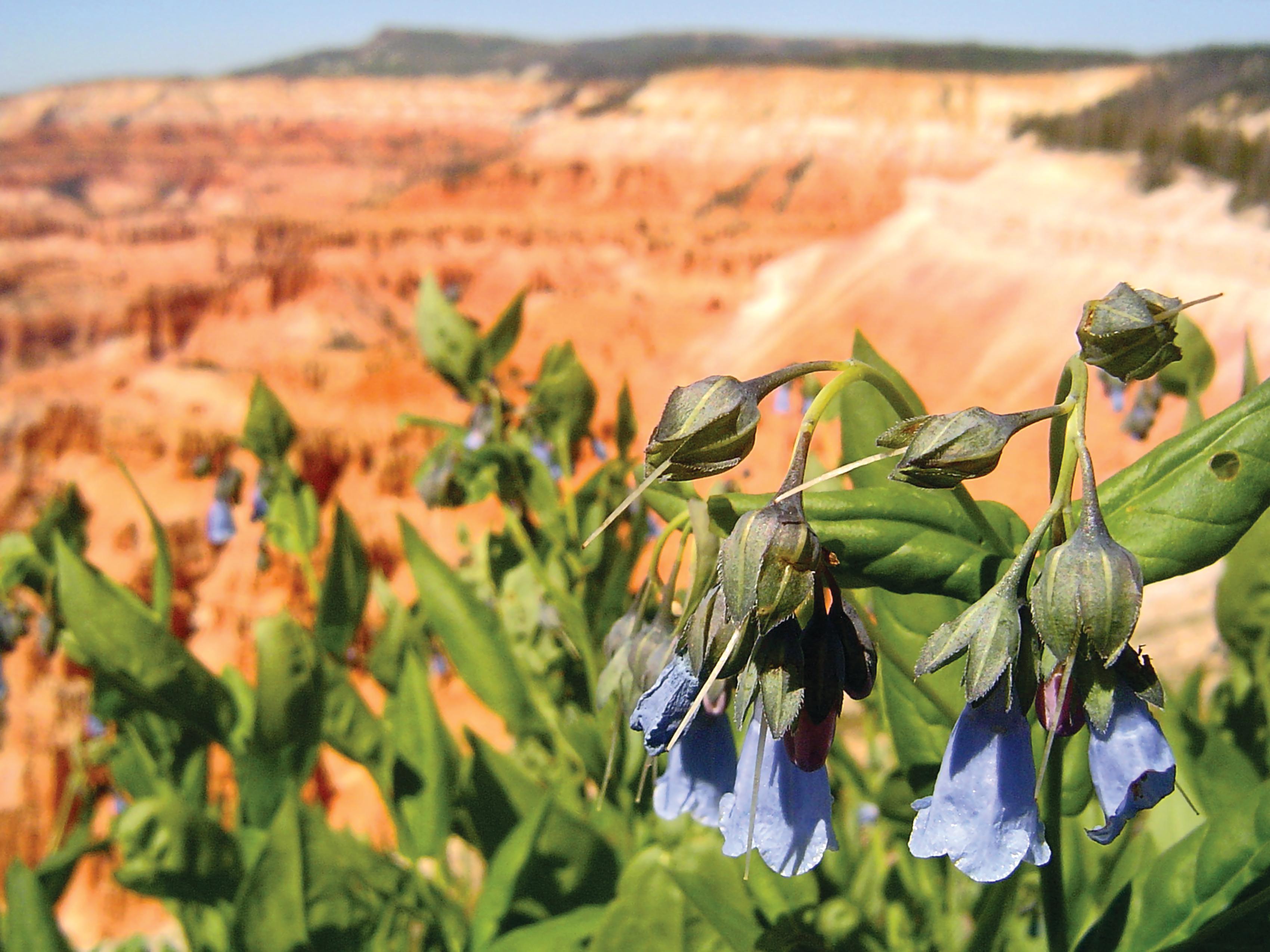 Bluebell flowers growing on the rim of the Cedar Breaks Amphitheater.