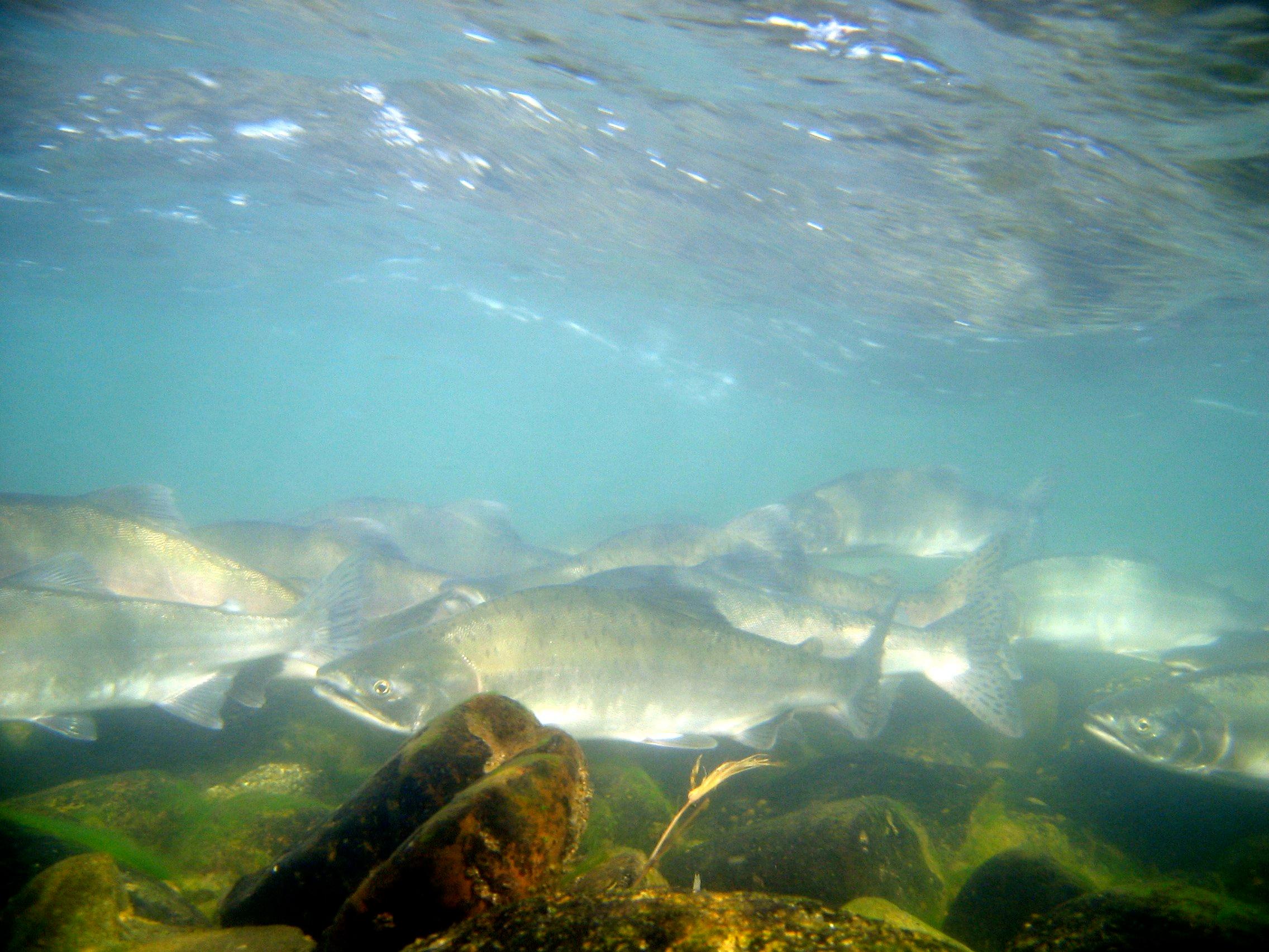 underwater photo of salmon swimming in river