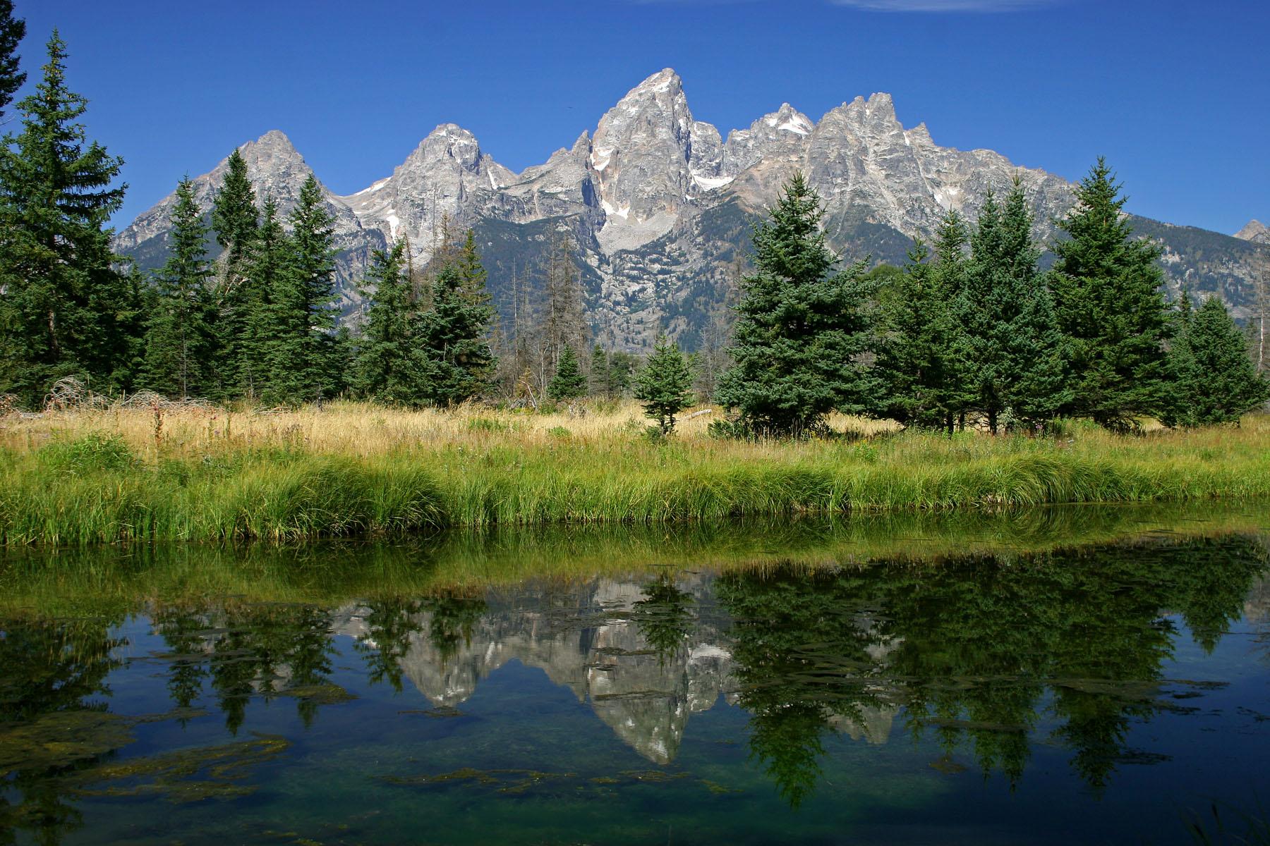 beaver pond at Schwabacher landing reflecting the Teton Range in early summer