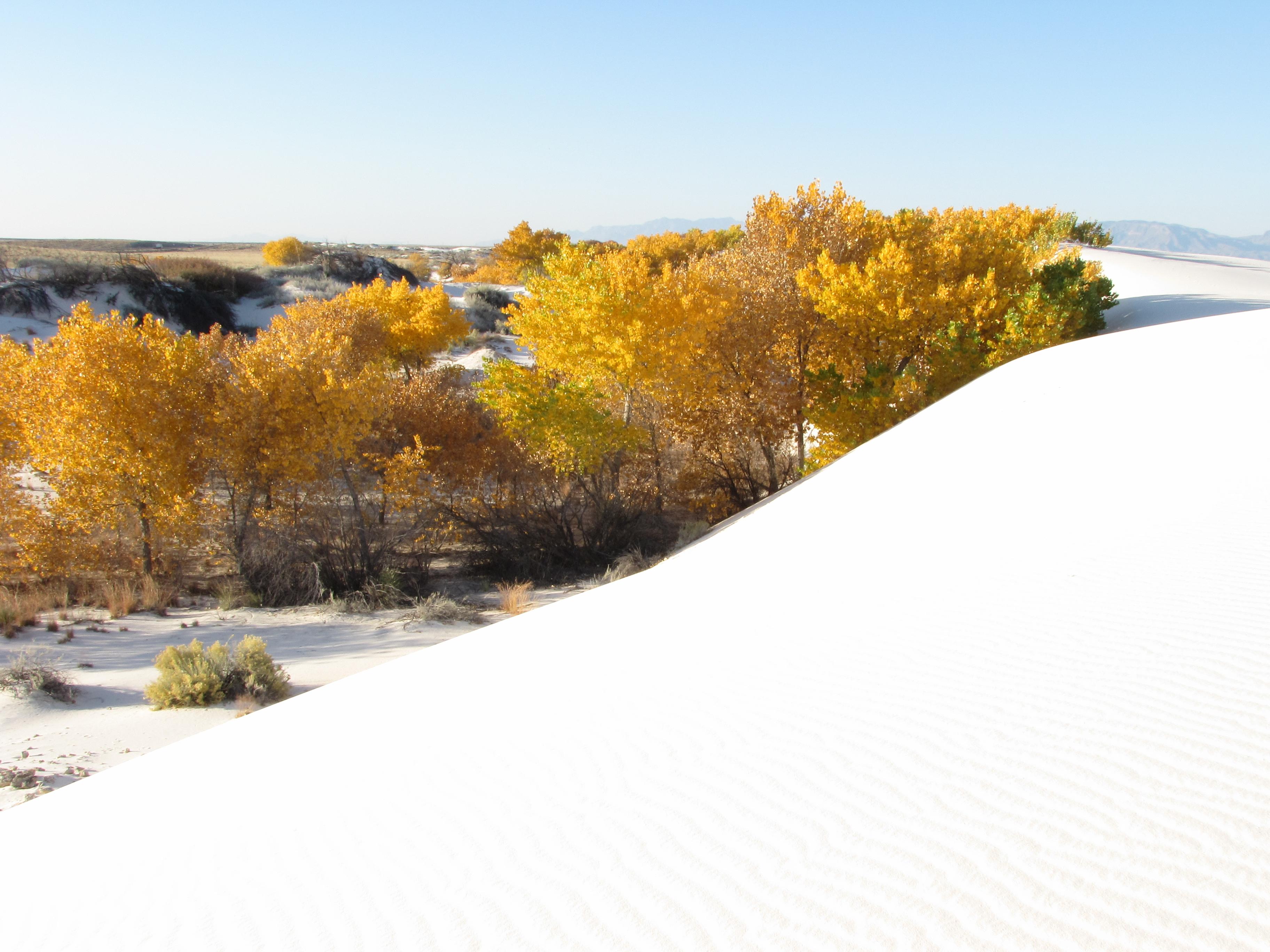 Cottonwood trees with orange leaves.