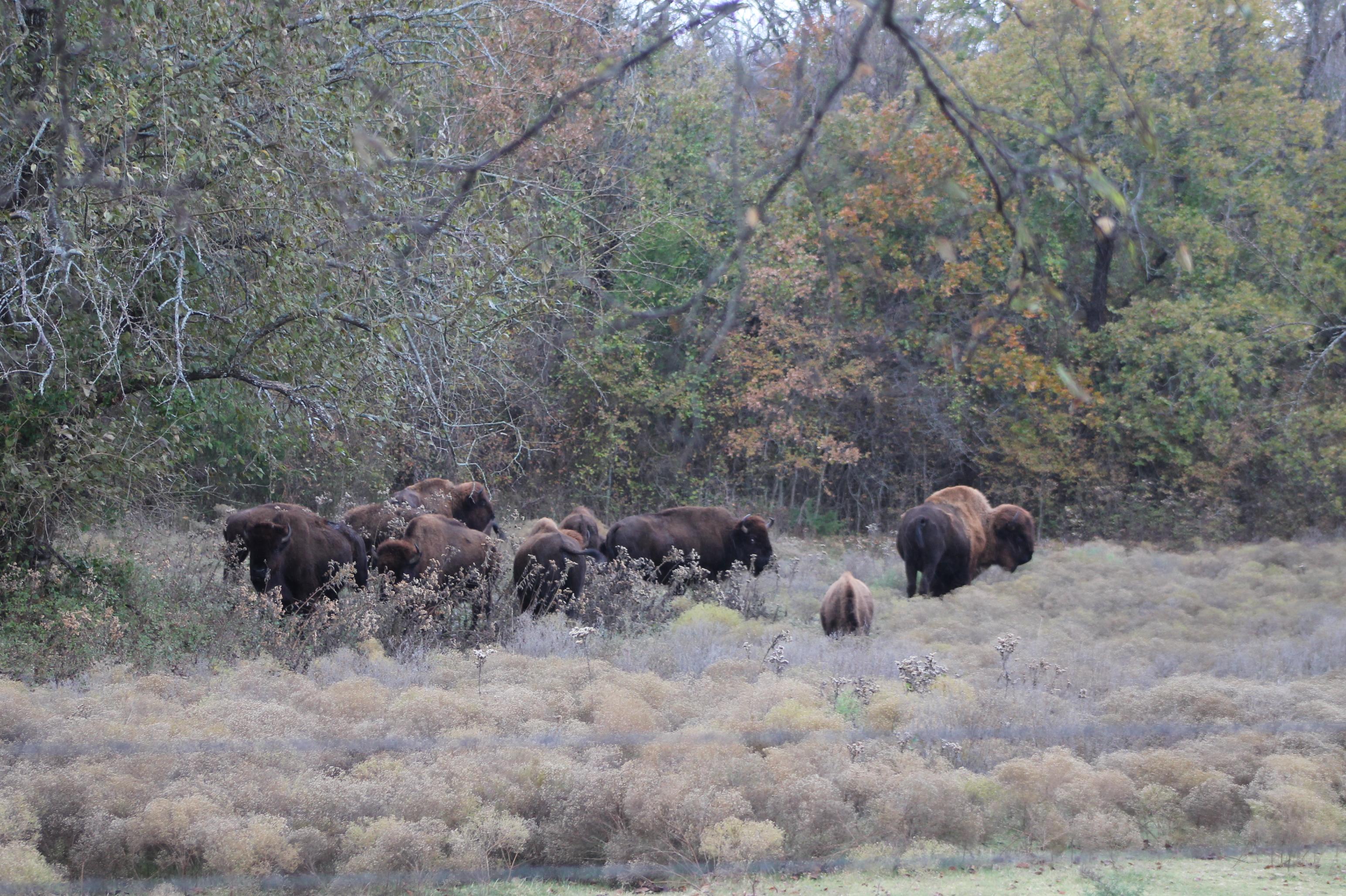 Herd of bison