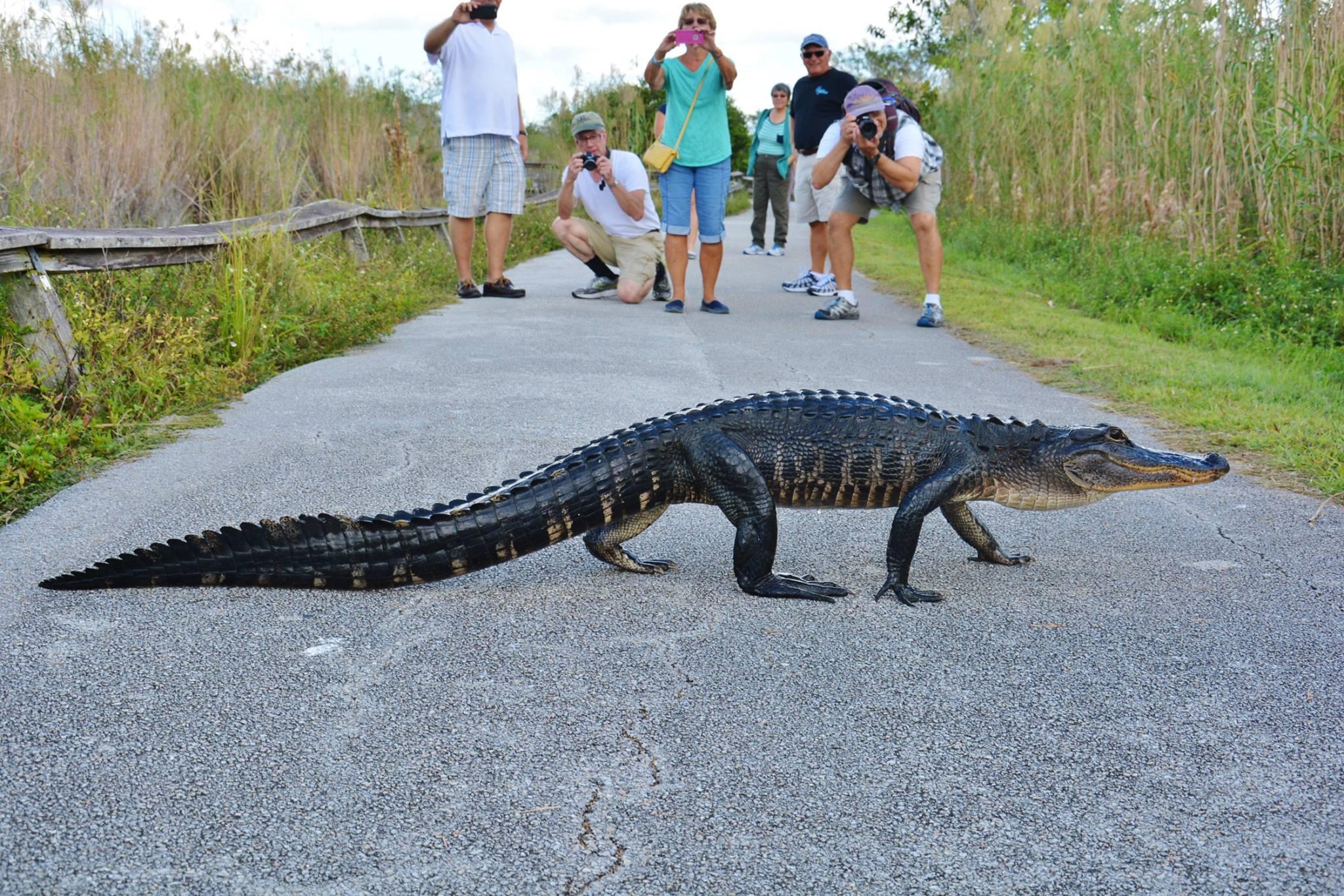 An American Alligator high walks the Anhinga Trail.