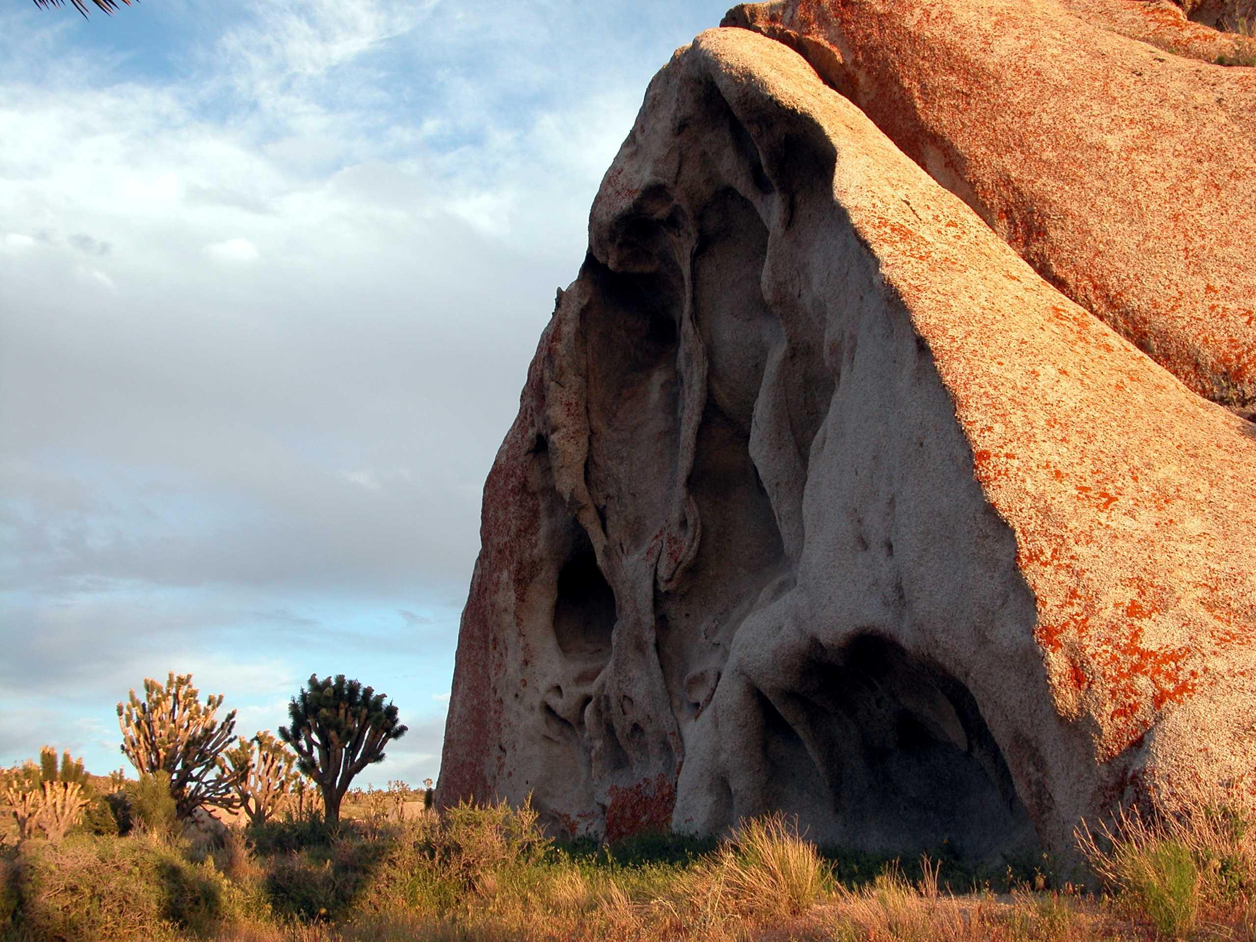 Red rocks frame a stand of Joshua trees and sage brush.