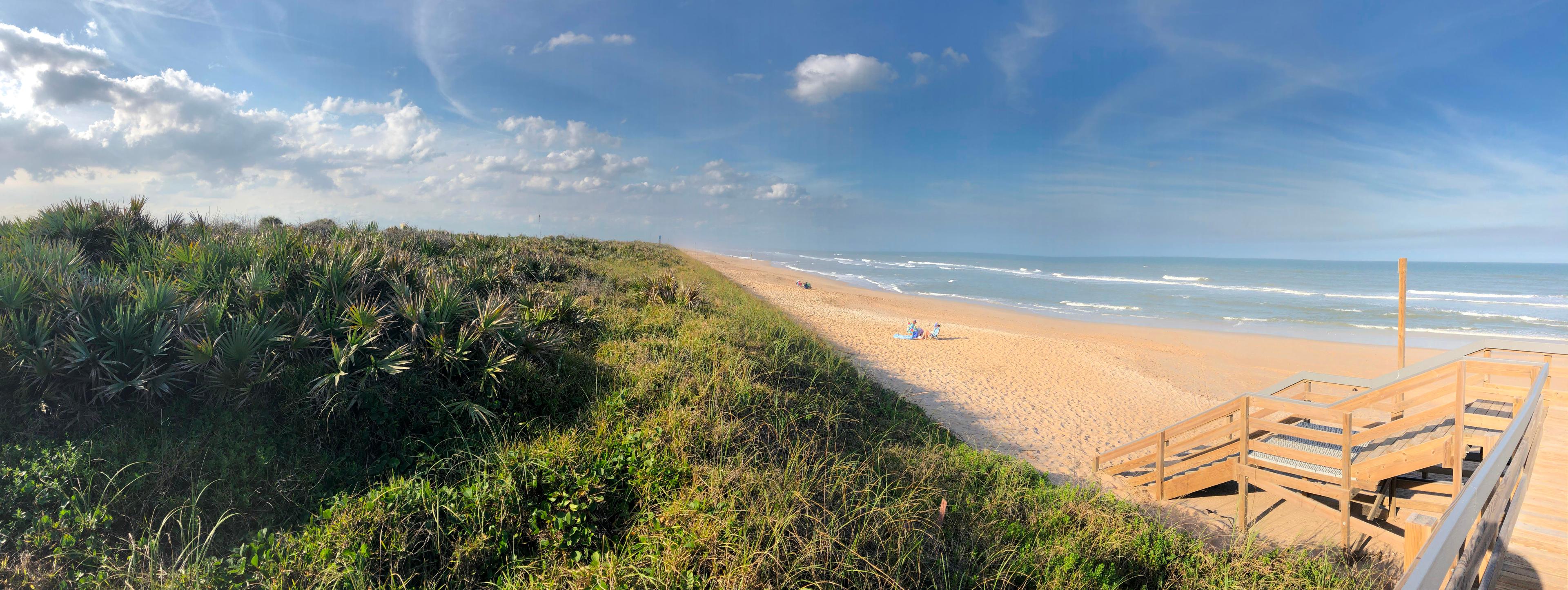 Dune plants, beach, and ocean.