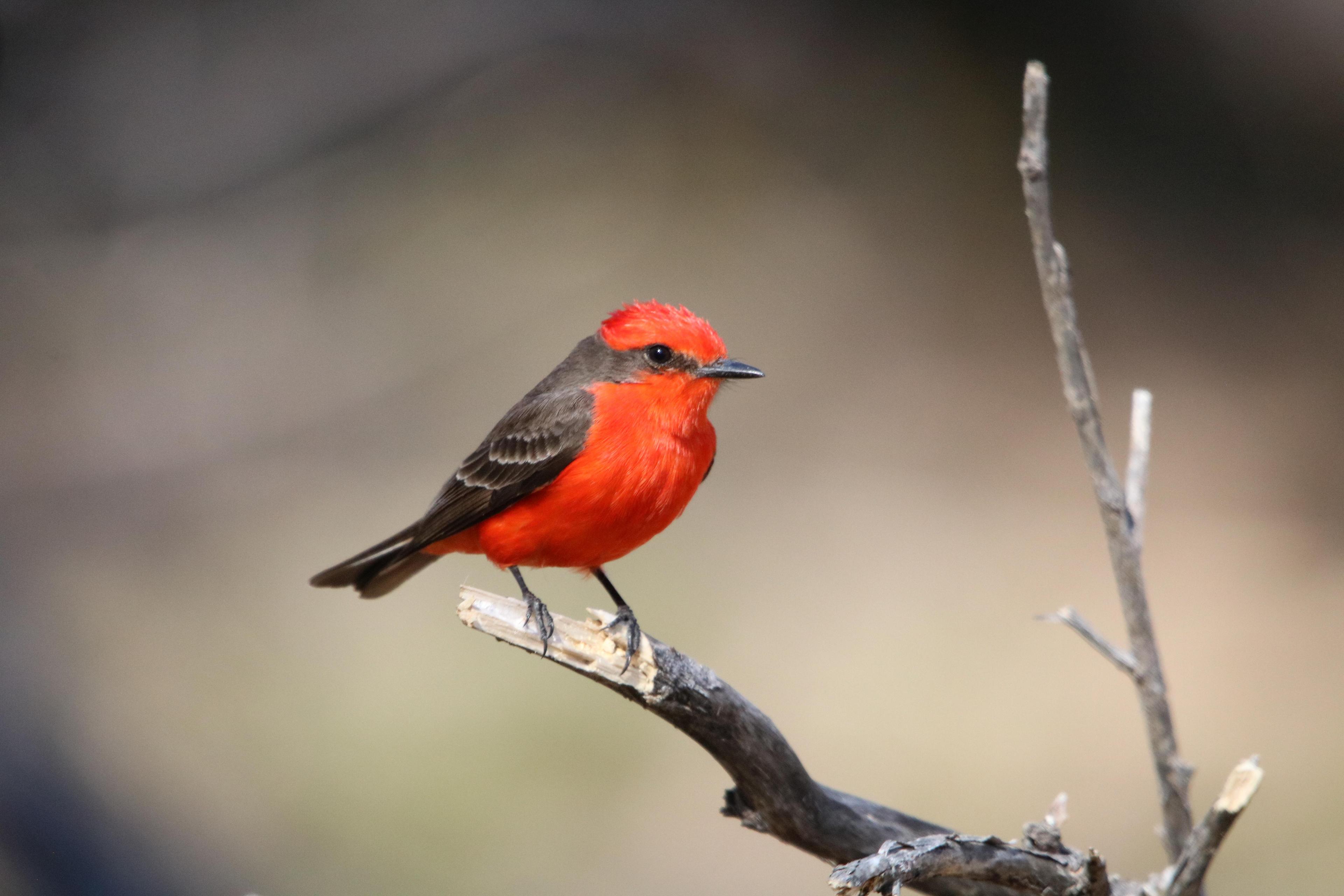 Vermilion Flycatcher