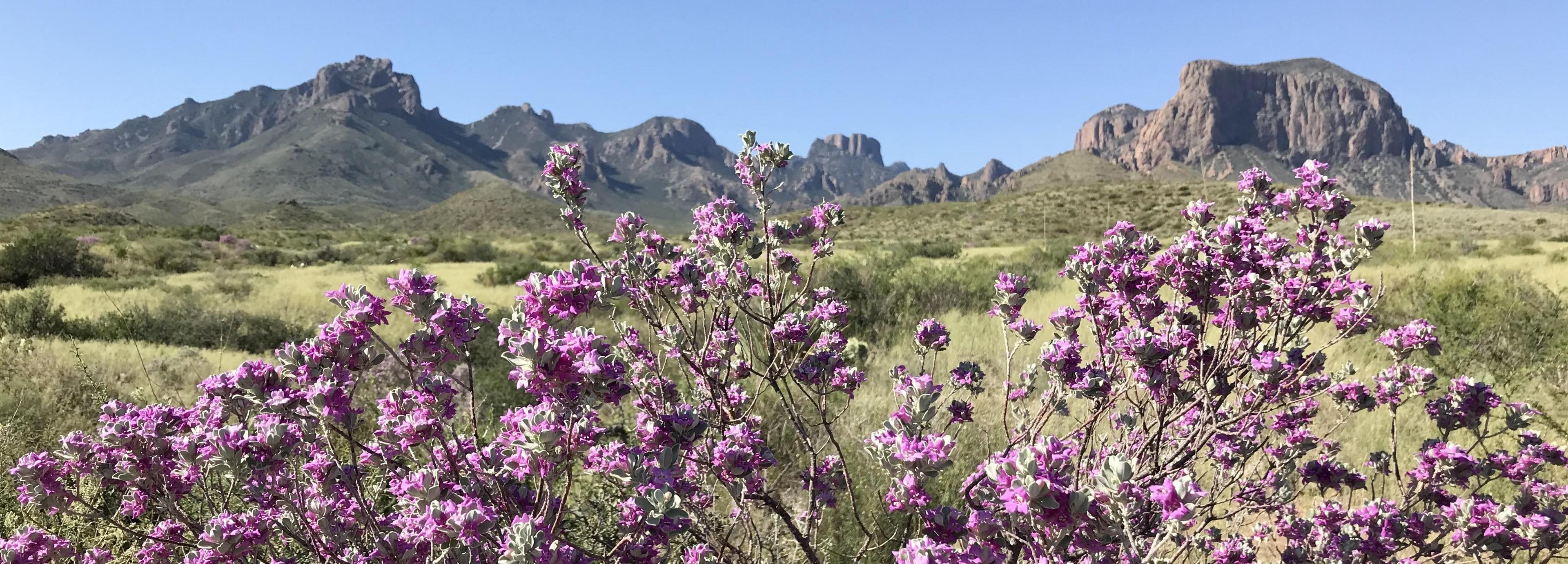 Blooming Cenizo