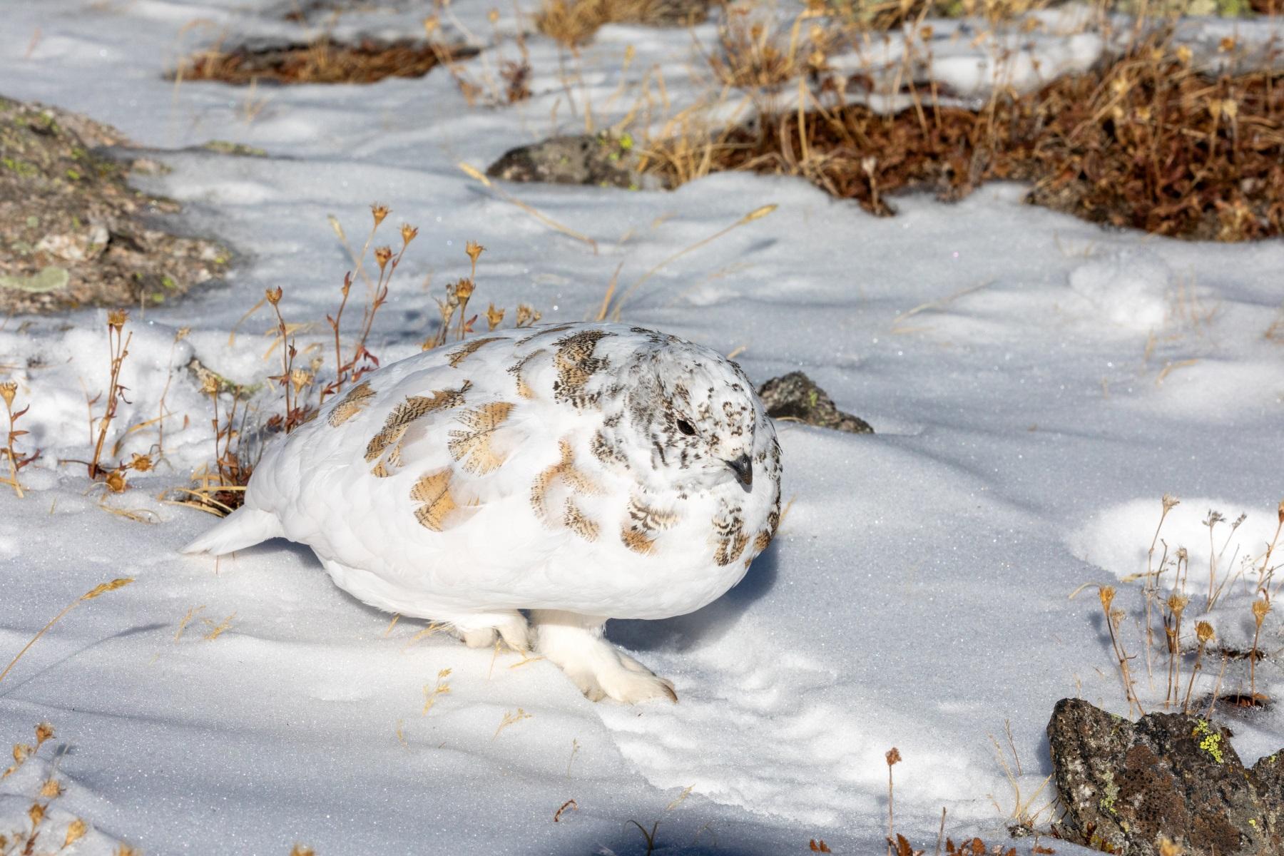 White-tailed Ptarmigan is perched on snow. It's feathers are mostly white with speckles of brown.