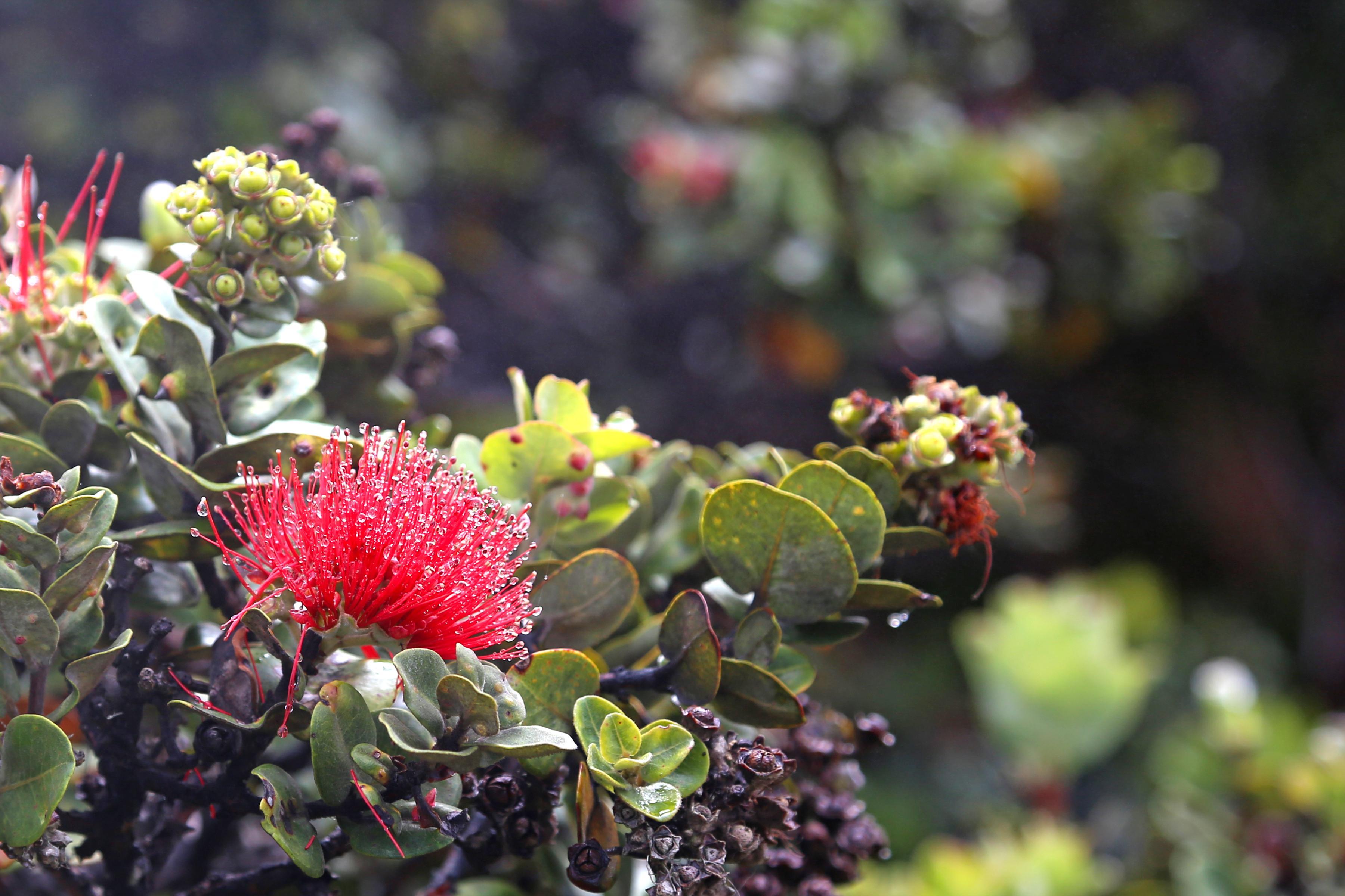 Red ʻōhiʻa blossom