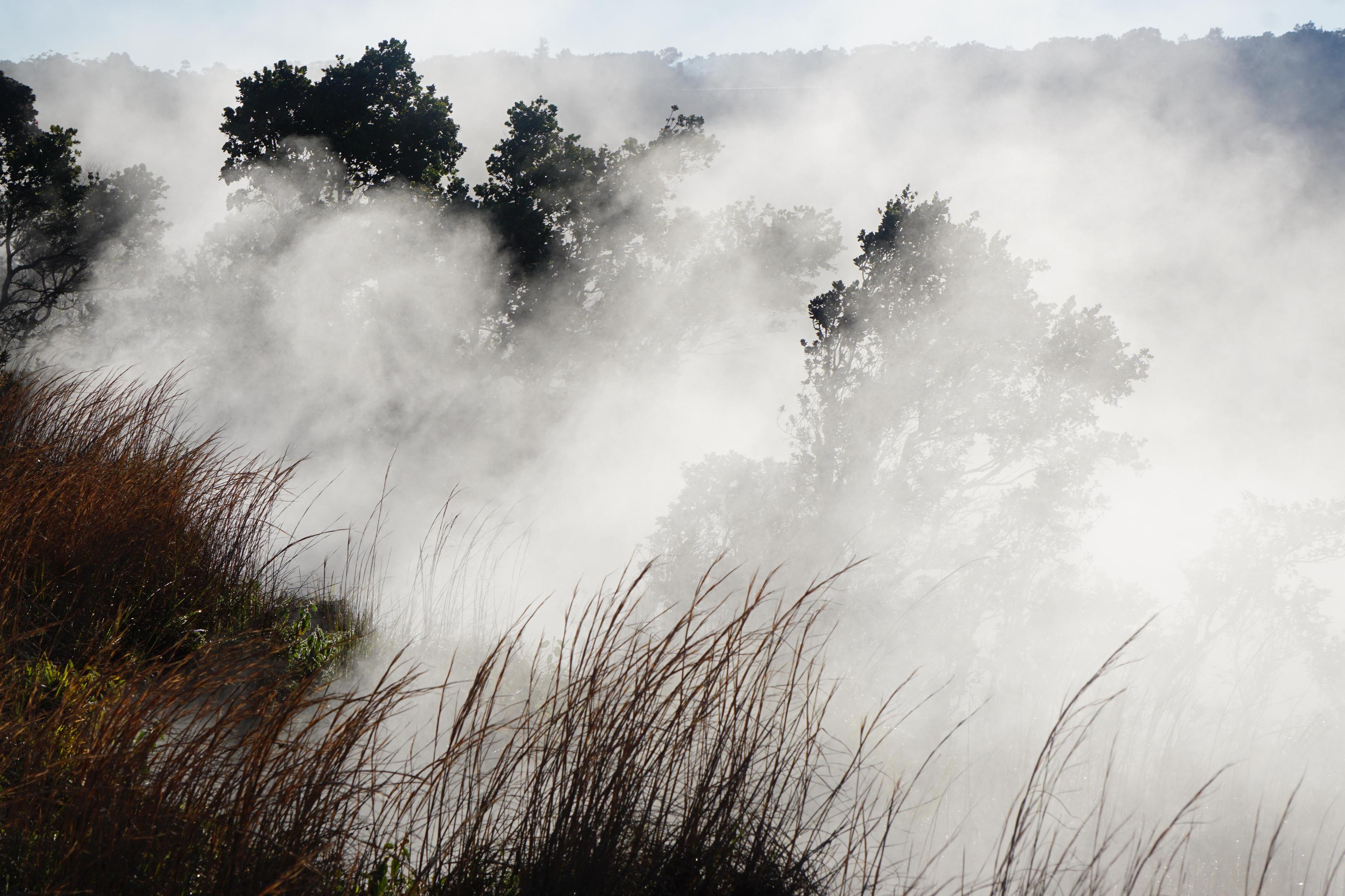 Trees and tall grass through steam at sunrise