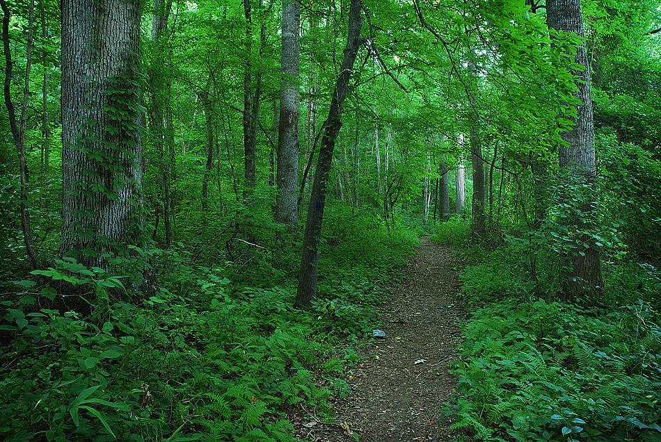 Trail heading off under a canopy of trees.