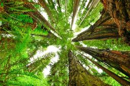 View from forest floor looking straight up. Ferns as seen close up and redwood trunks meet.